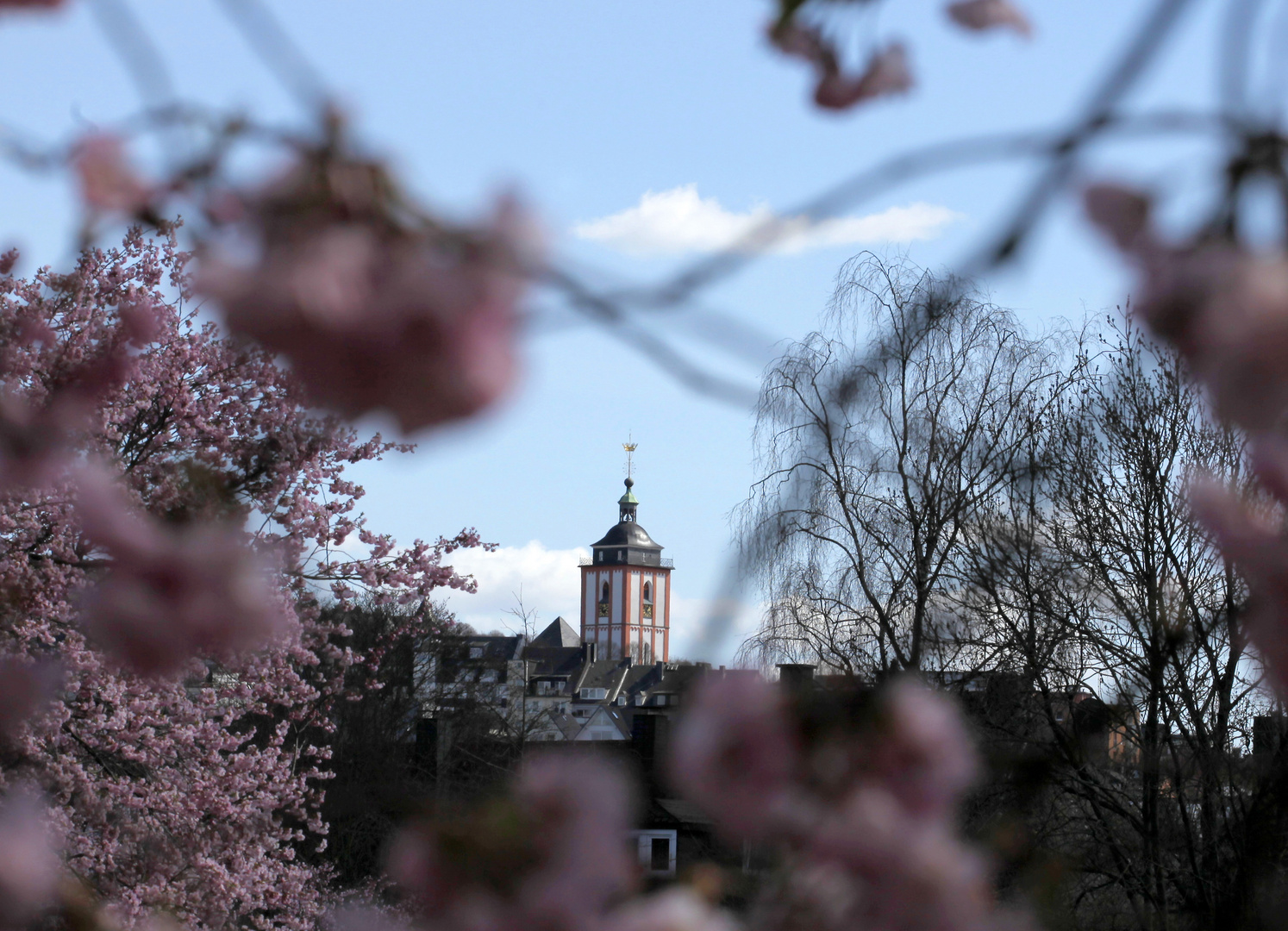 Kirschblüte vor dem Siegener Krönchen