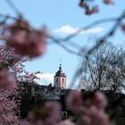 Kirschblüte vor dem Siegener Krönchen