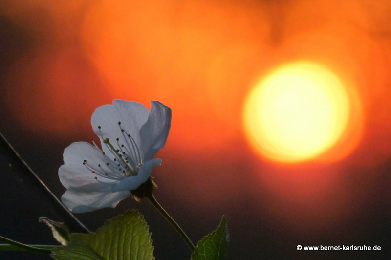 Kirschblüte vor der Abendsonne auf dem Bergwald