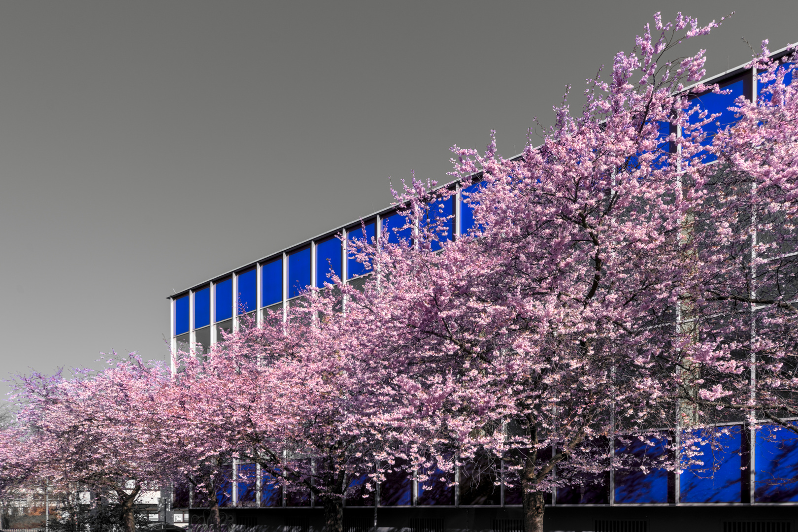 Kirschblüte vor Hallenbad ohne blauen Himmel