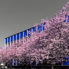 Kirschblüte vor Hallenbad ohne blauen Himmel