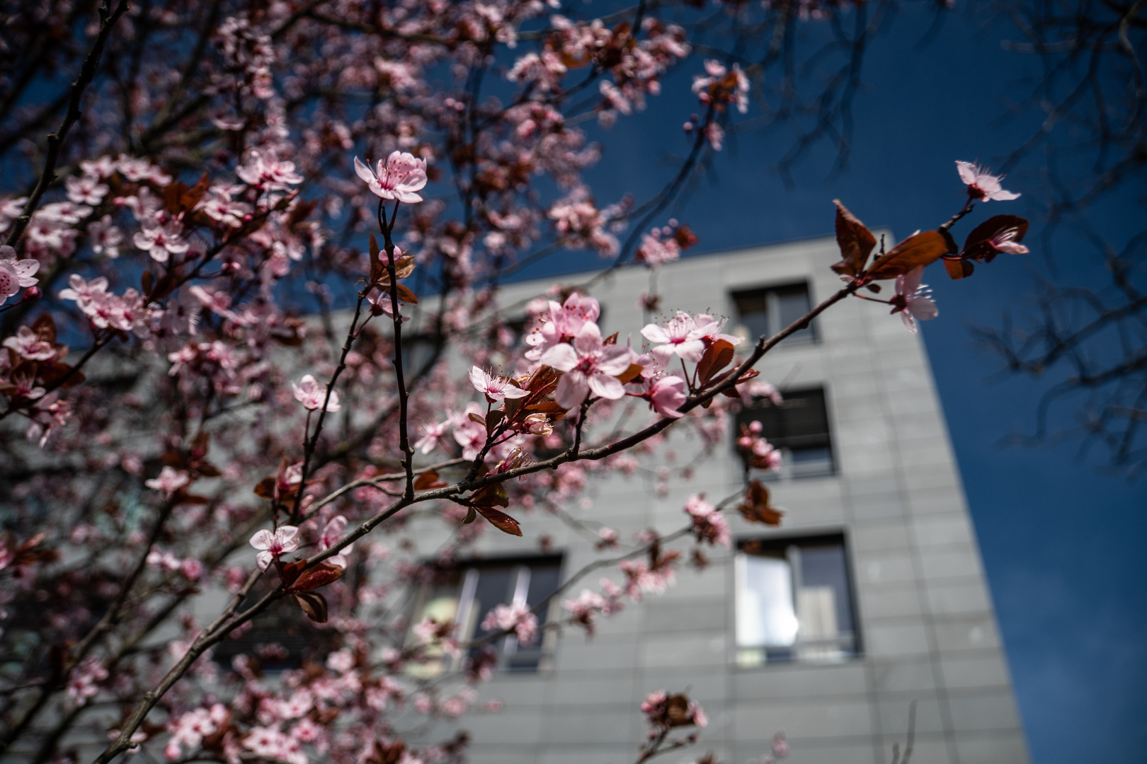 Kirschblüte vor modernem Klinikbau