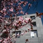 Kirschblüte vor modernem Klinikbau