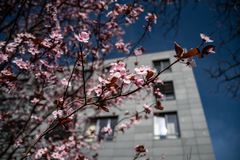 Kirschblüte vor modernem Klinikbau