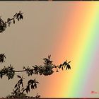 Kirschblüte vor Regenbogen I Merenberg Westerwald Über der Höhburg Heinz Brayer Dieken 24.4.2012 20: