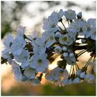 Kirschblüte vor Sonnenuntergang