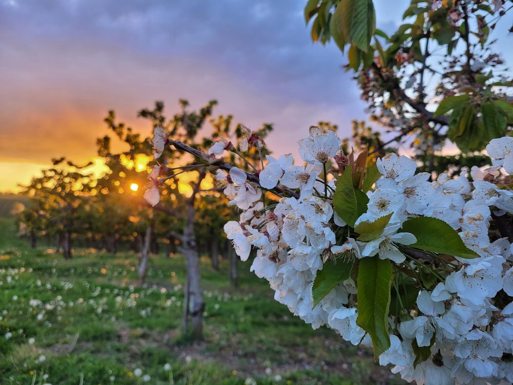 Kirschblüte vorm Sonnenuntergang 