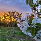 Kirschblüte vorm Sonnenuntergang 