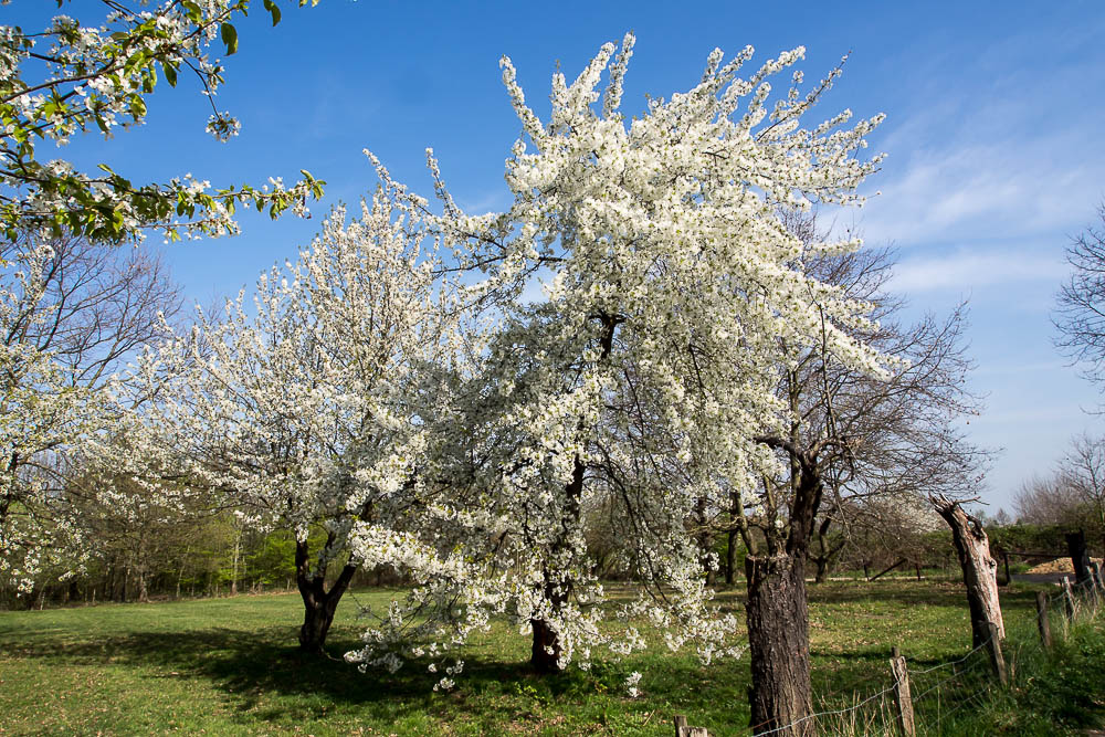 Kirschblüte weiß