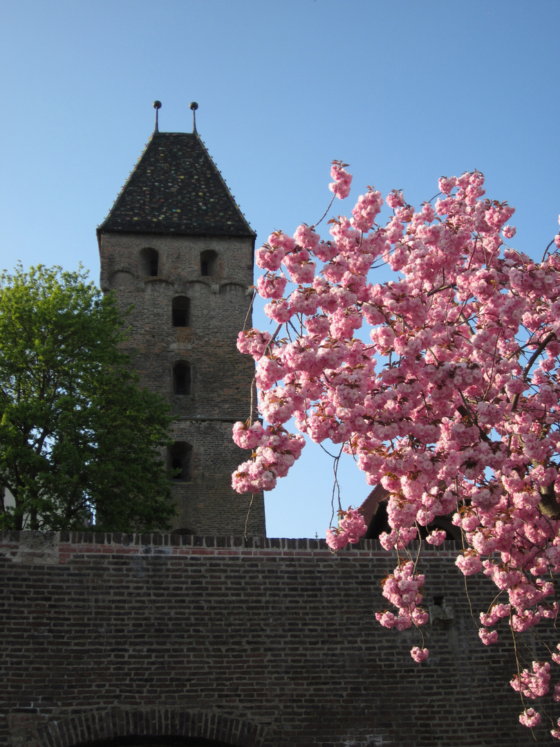 Kirschblüte wie Zuckerwatte am Metzgerturm in Ulm