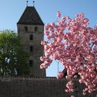 Kirschblüte wie Zuckerwatte am Metzgerturm in Ulm