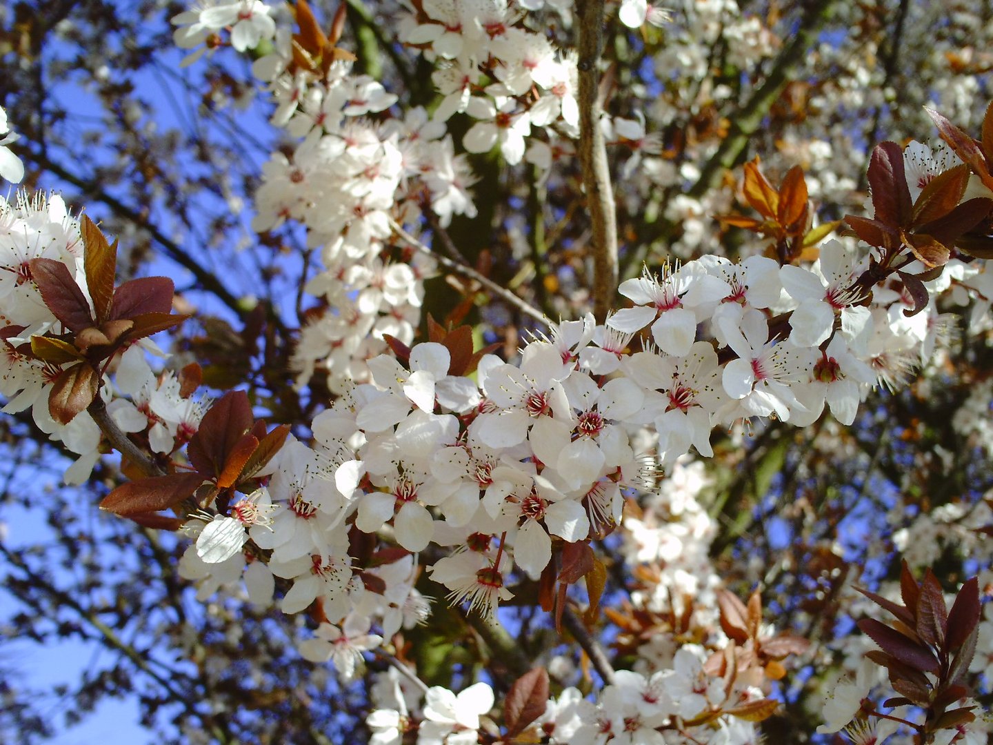 Kirschblüte (Wildkirsche)