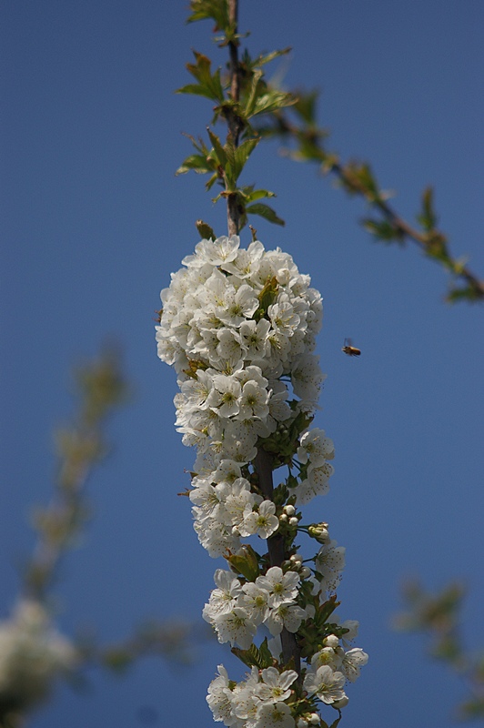 Kirschblüte zu Ostern