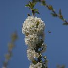 Kirschblüte zu Ostern