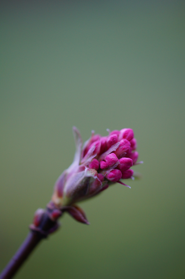 Kirschblüte16.01.2014