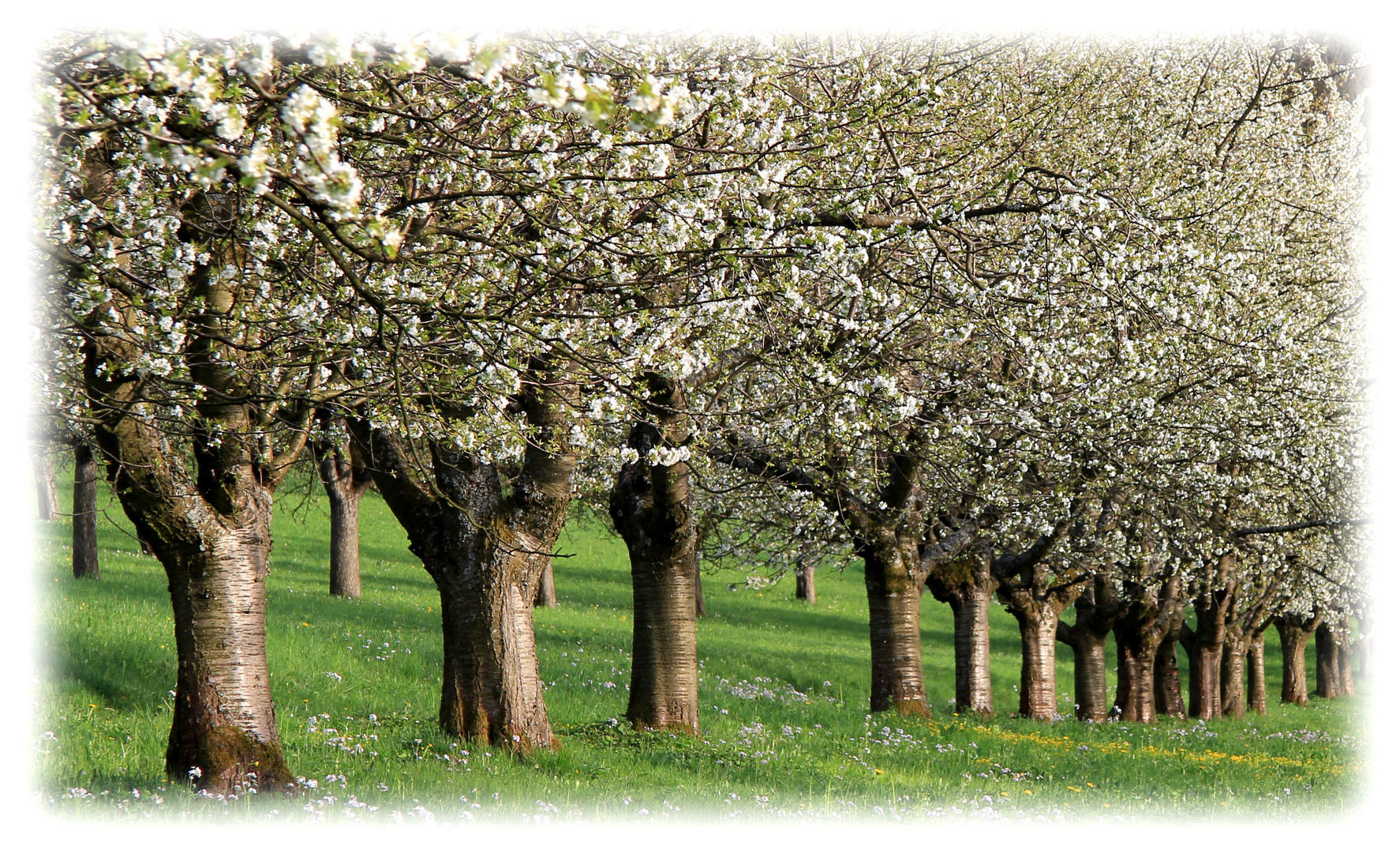 Kirschblüte...(2)