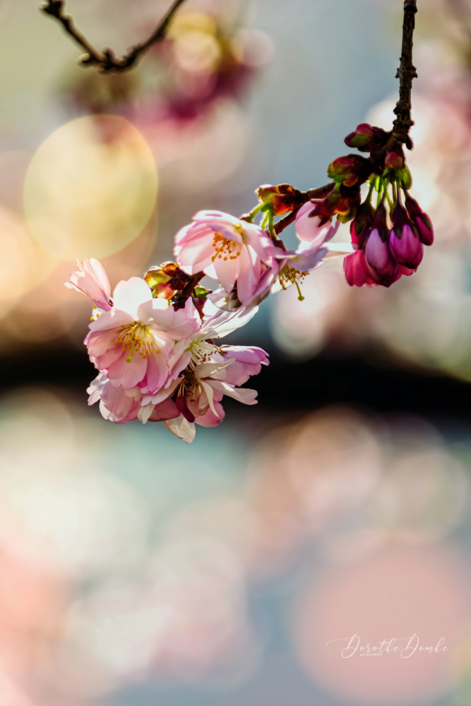 Kirschblütem