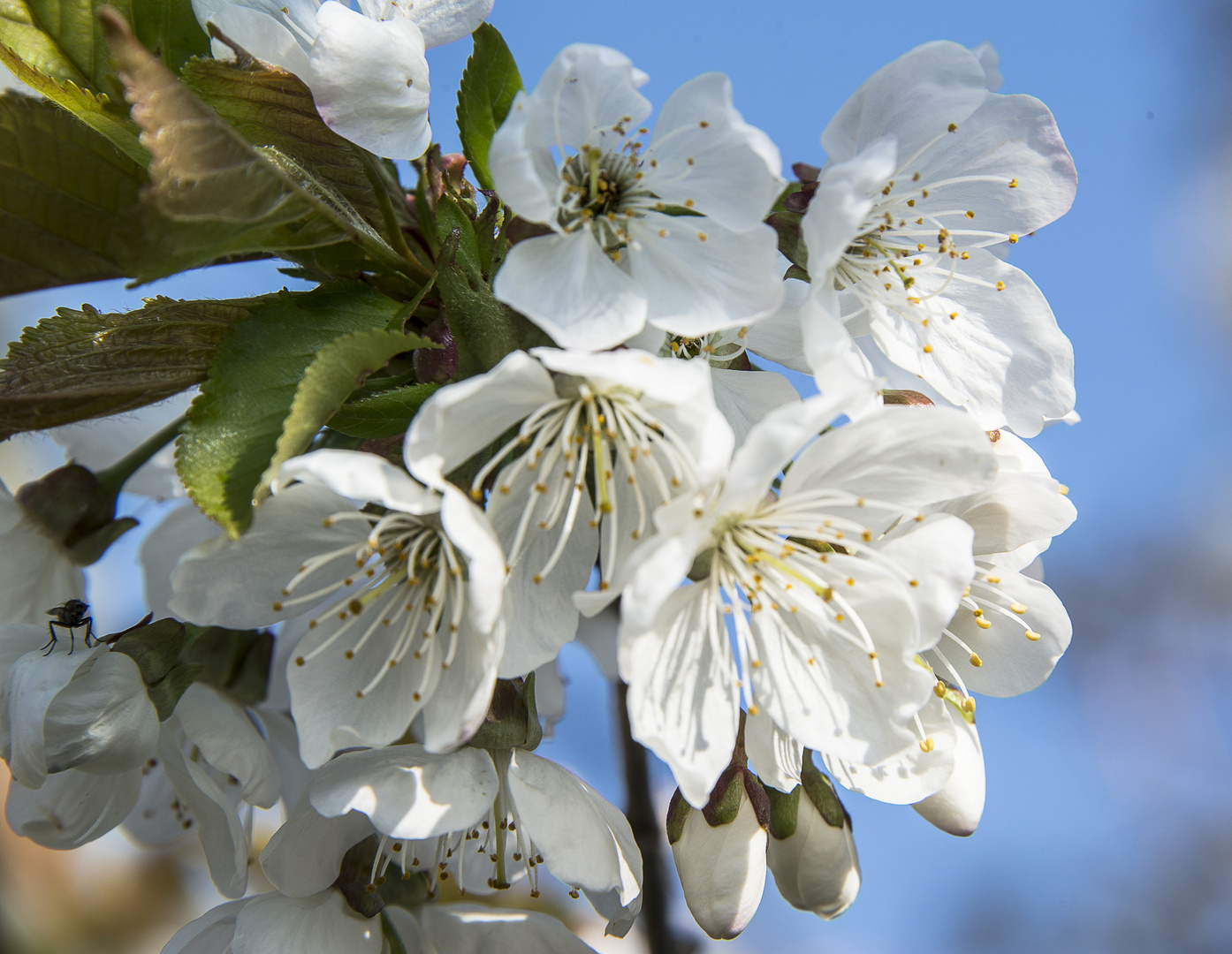 Kirschblüten