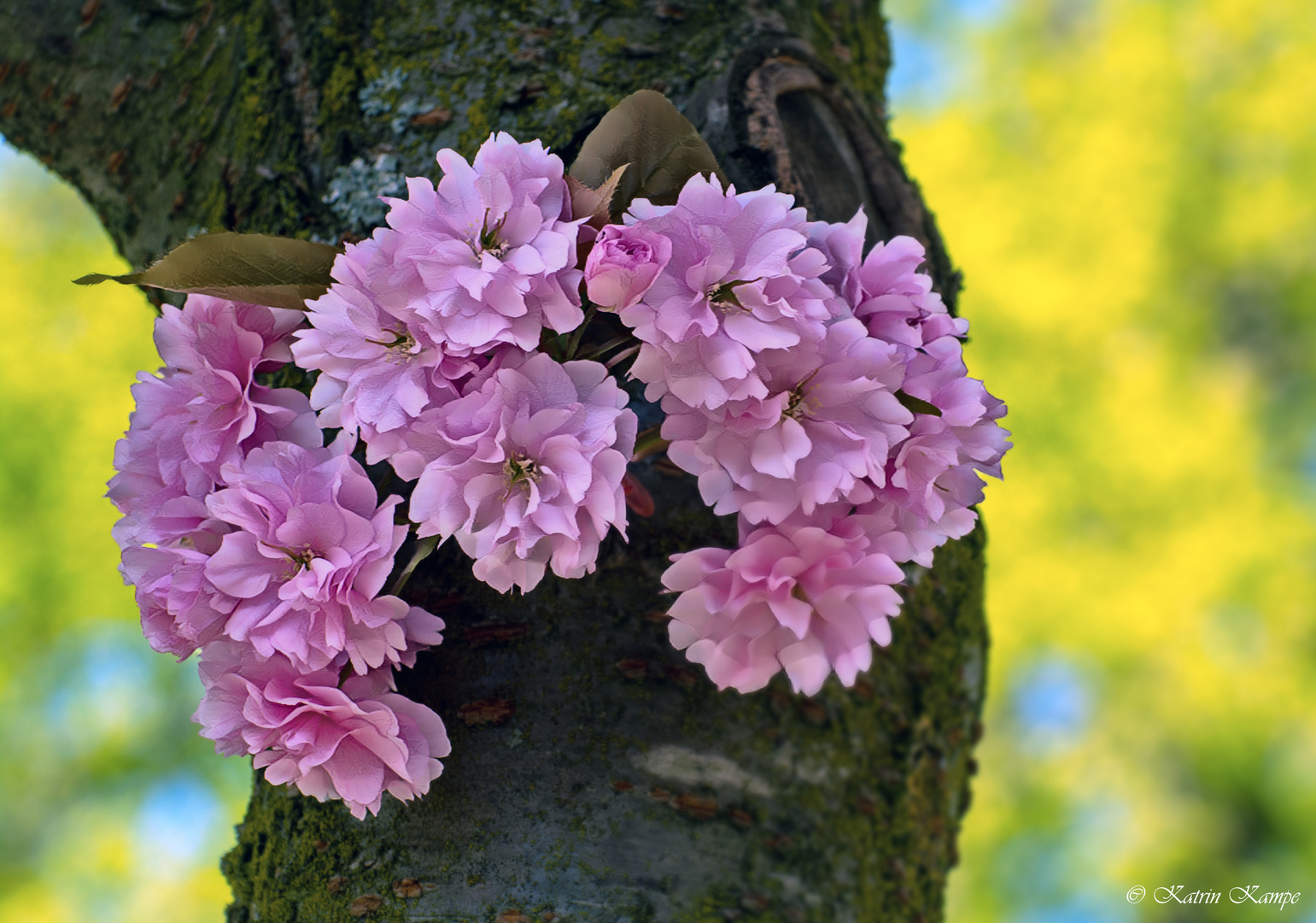 Kirschblüten 01