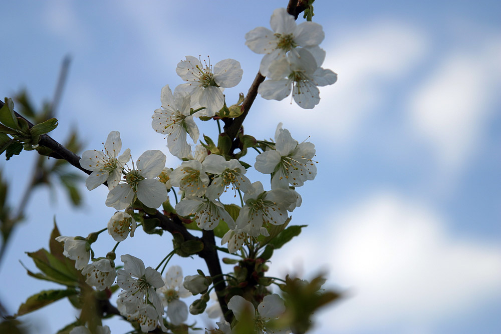 Kirschblüten