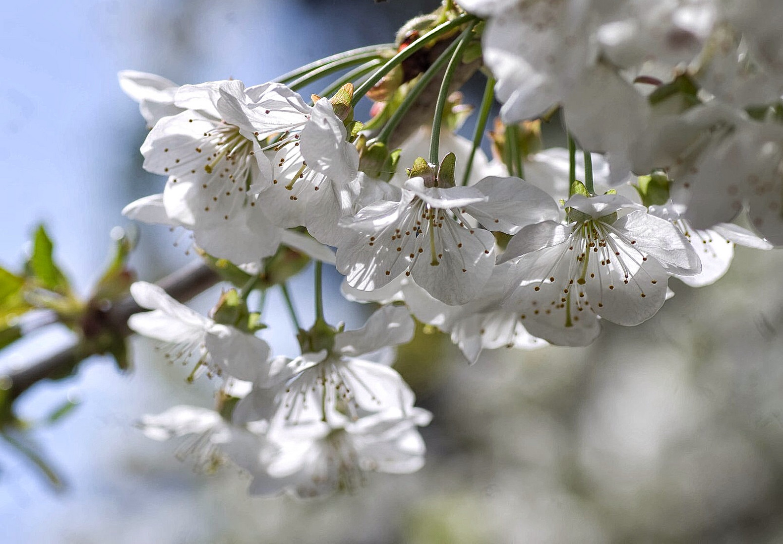 Kirschblüten