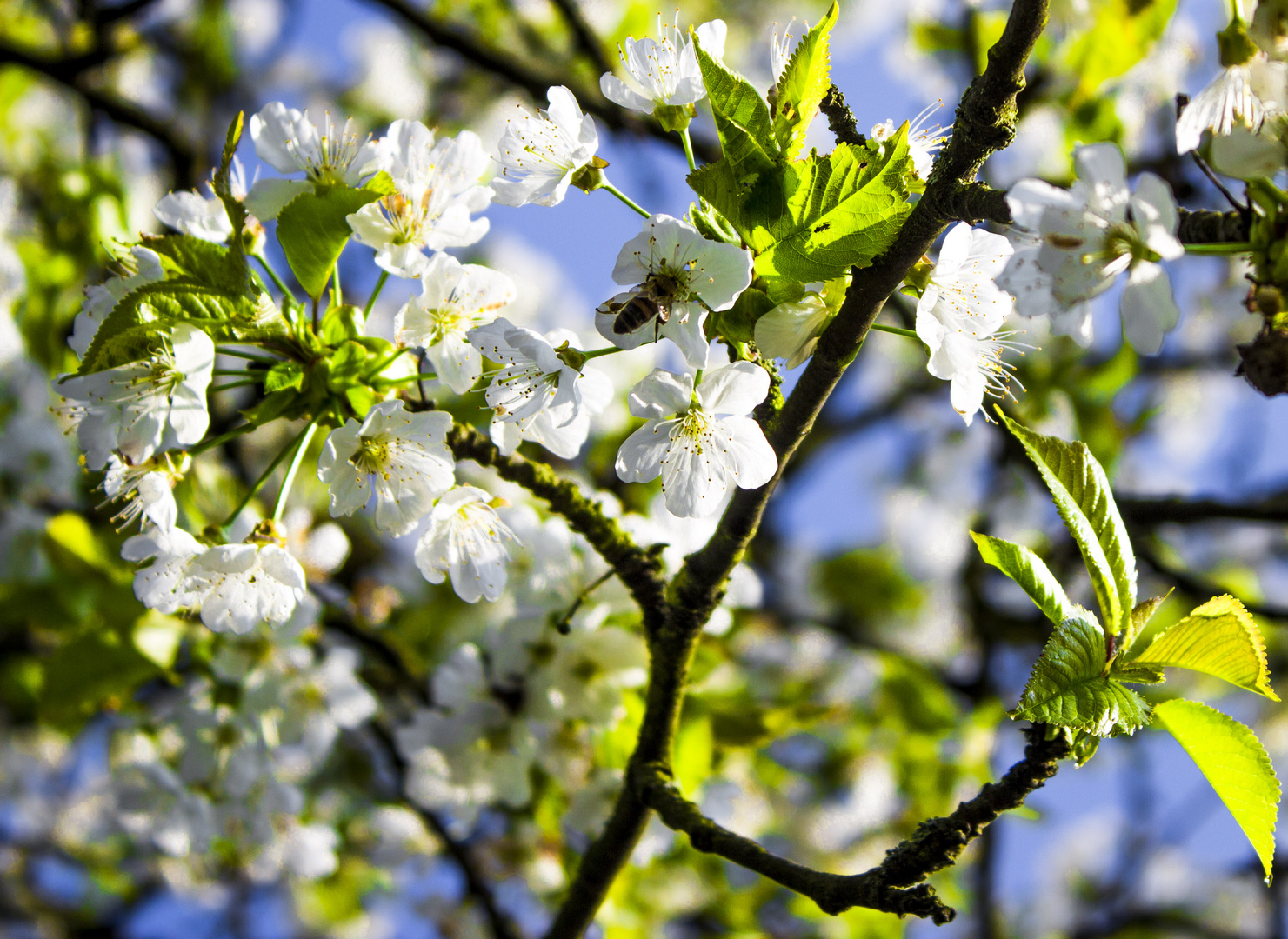 Kirschblüten