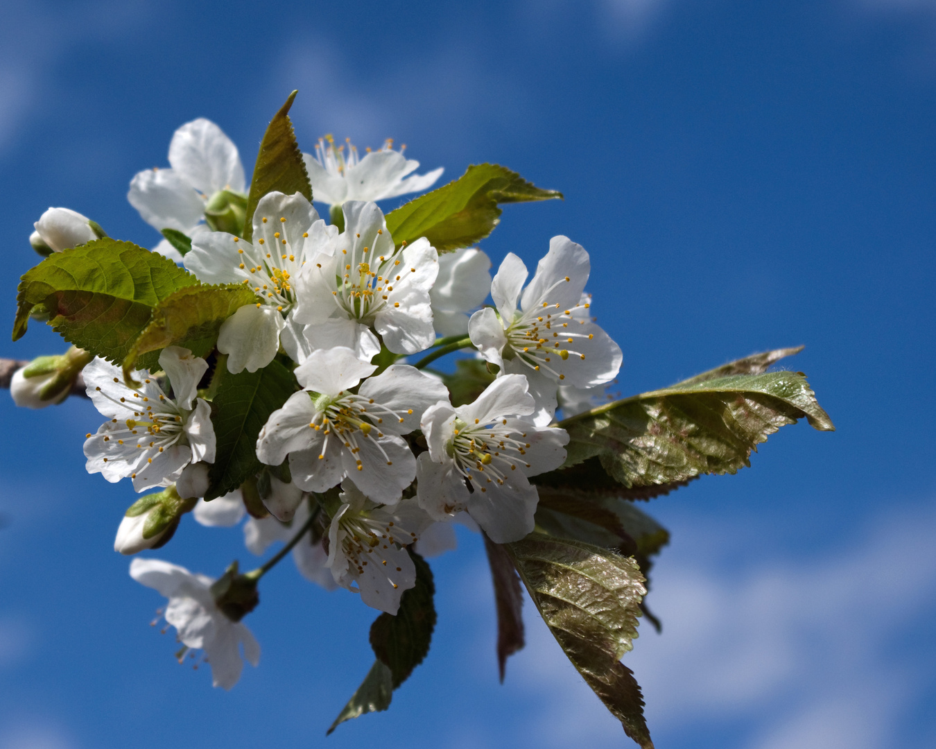 Kirschblüten