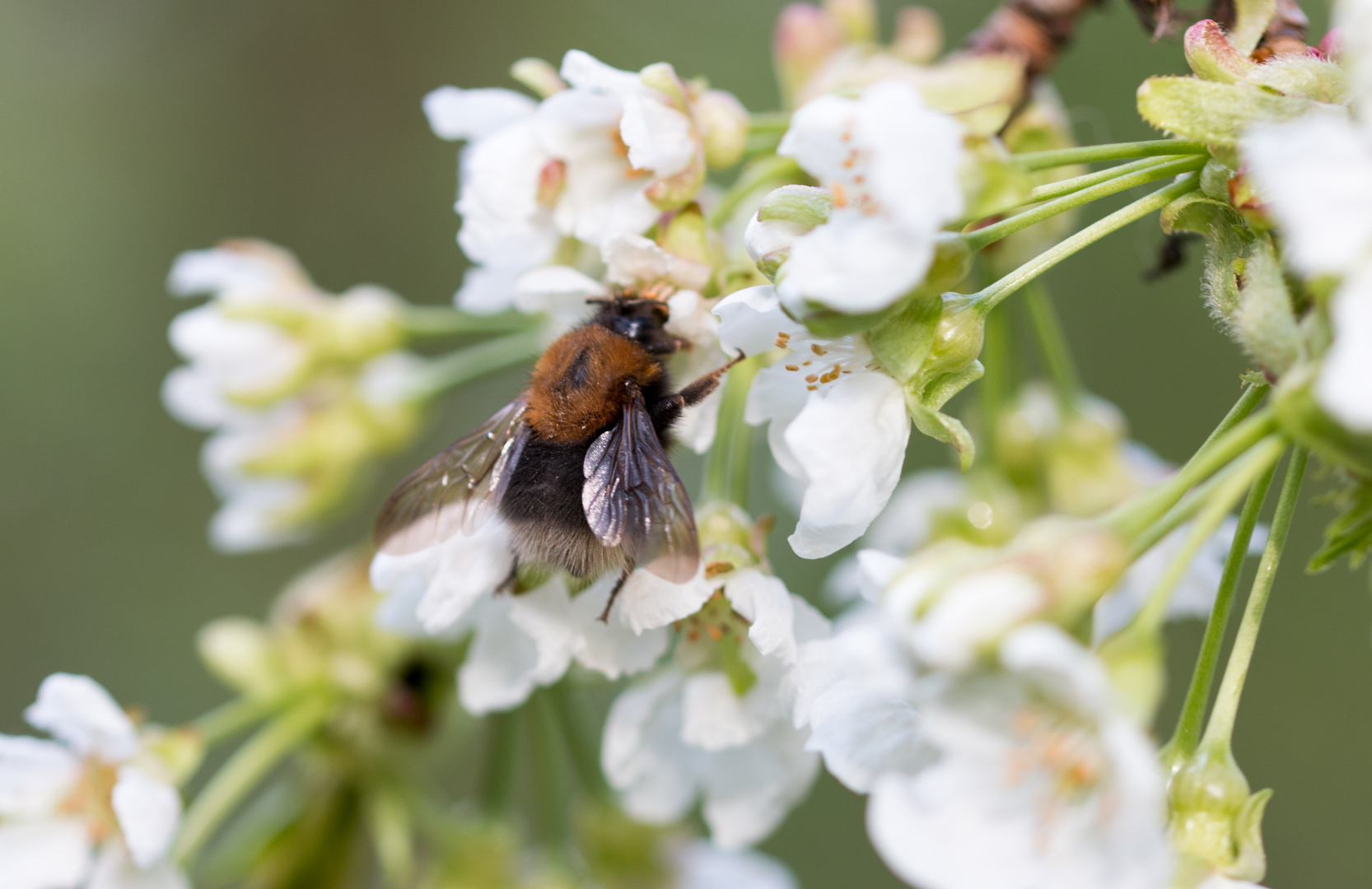 Kirschblüten