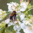 Kirschblüten