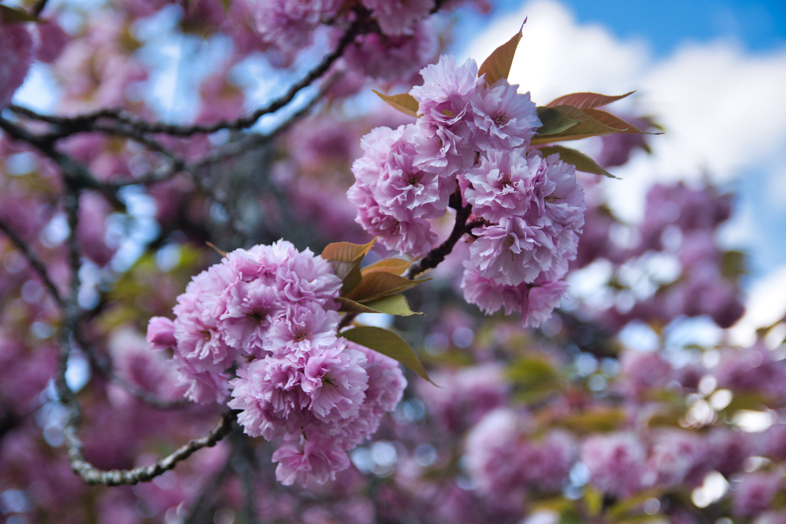 Kirschblüten