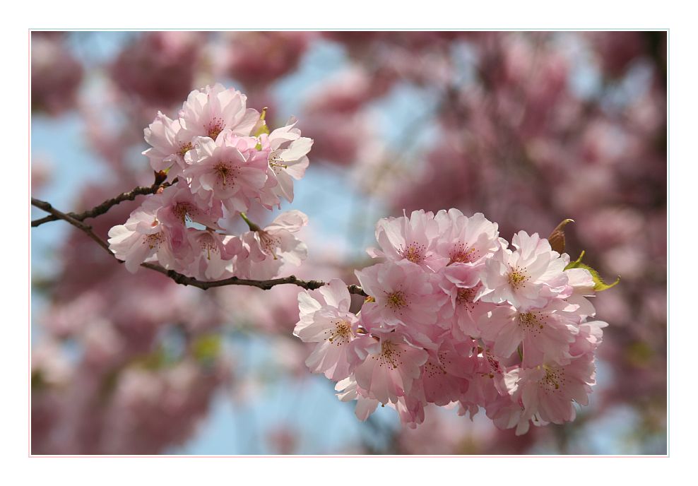 Kirschblüten