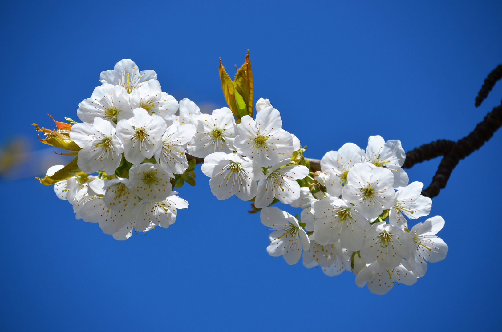 Kirschblüten