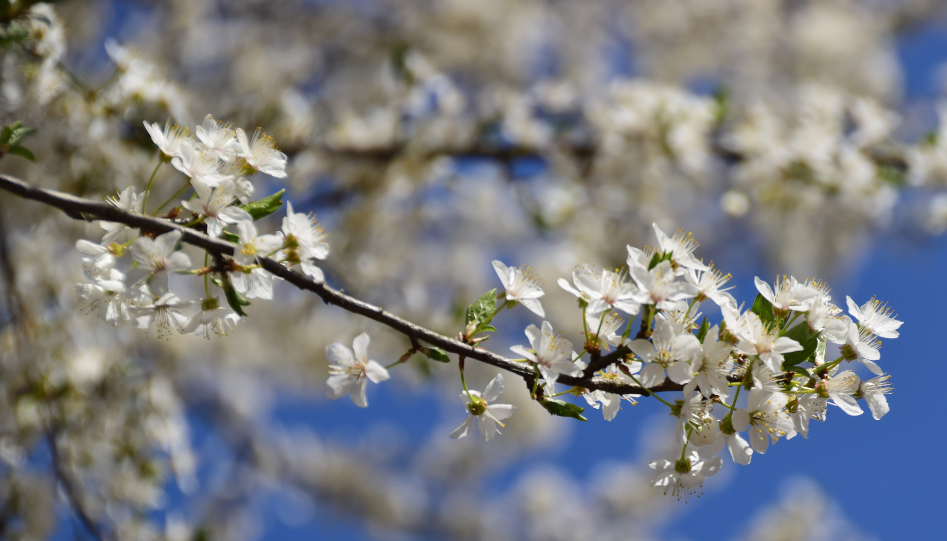 Kirschblüten