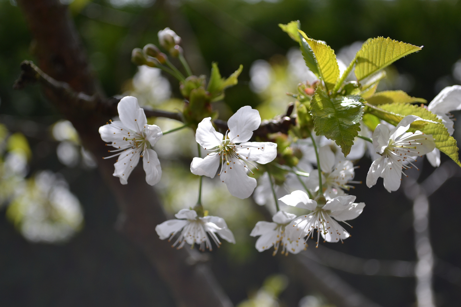 Kirschblüten