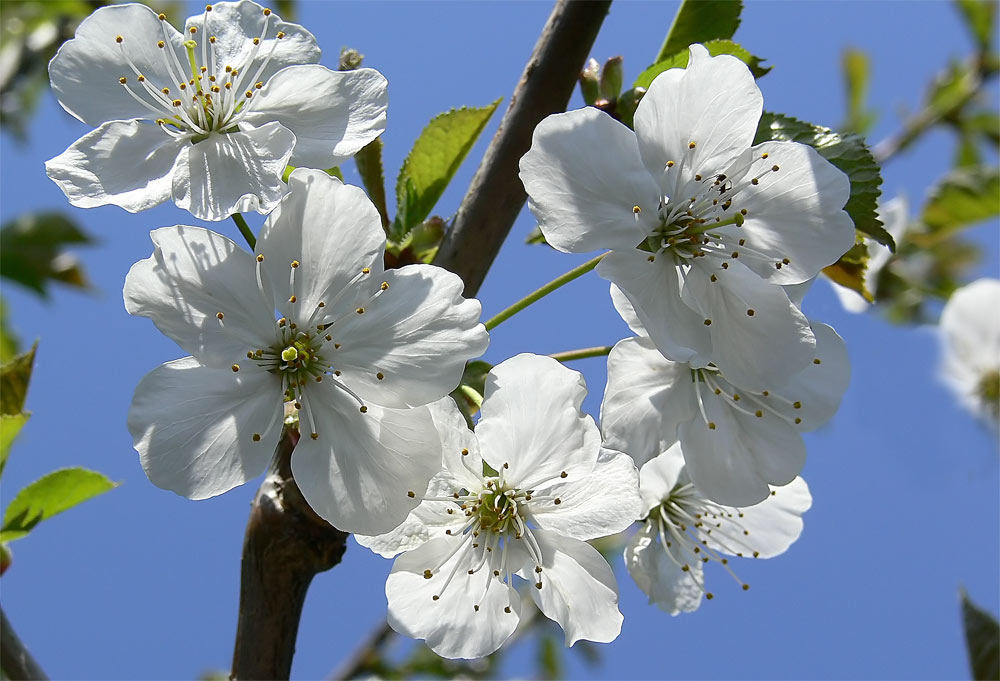 Kirschblüten