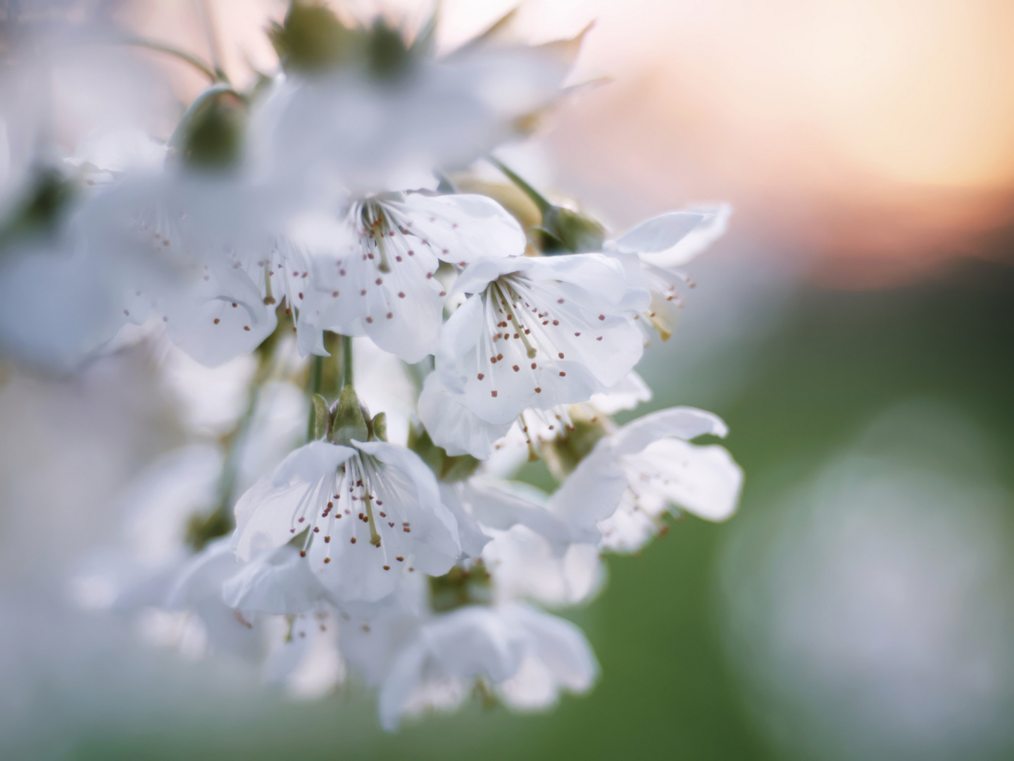 Kirschblüten...