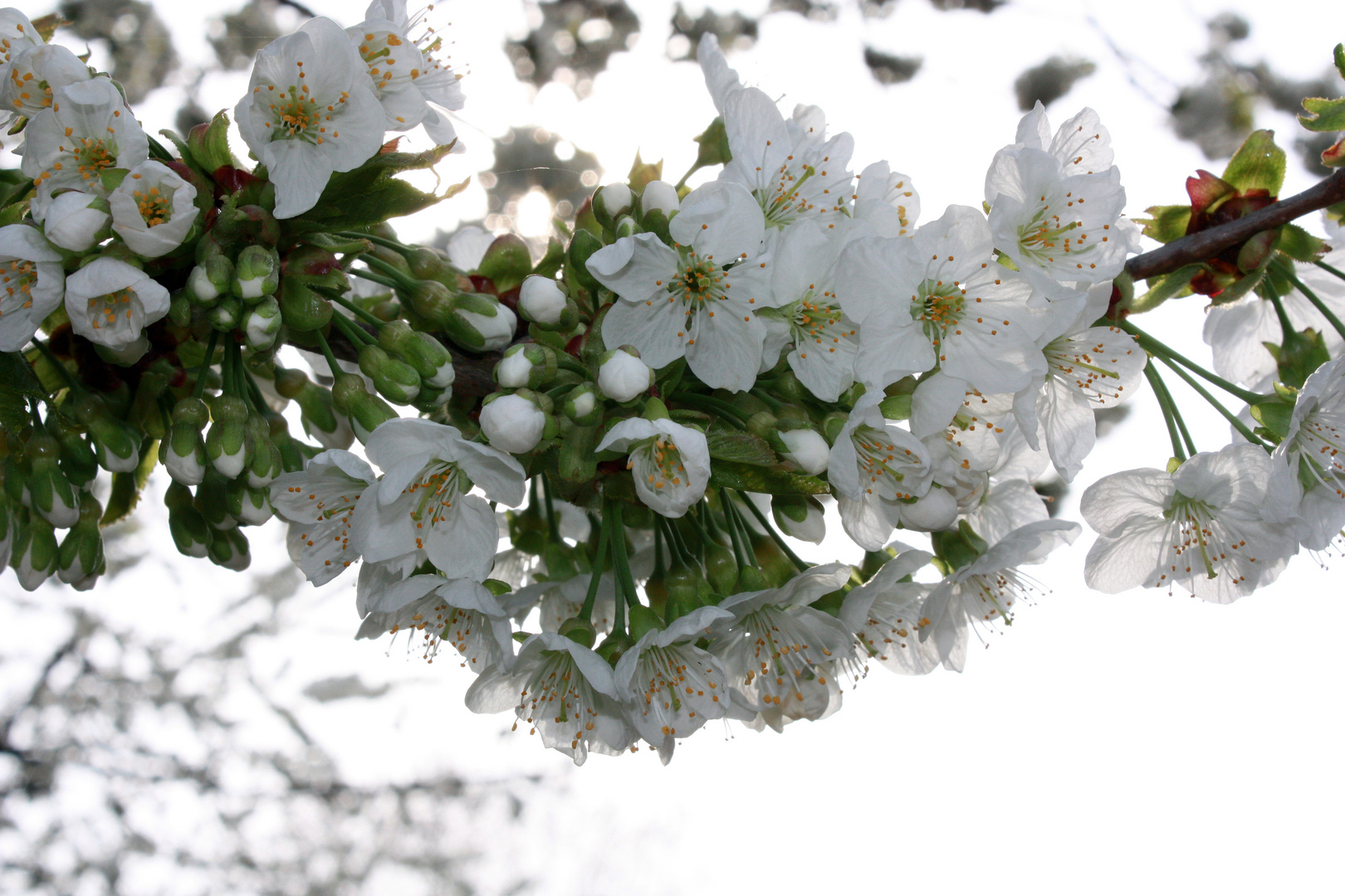 Kirschblüten