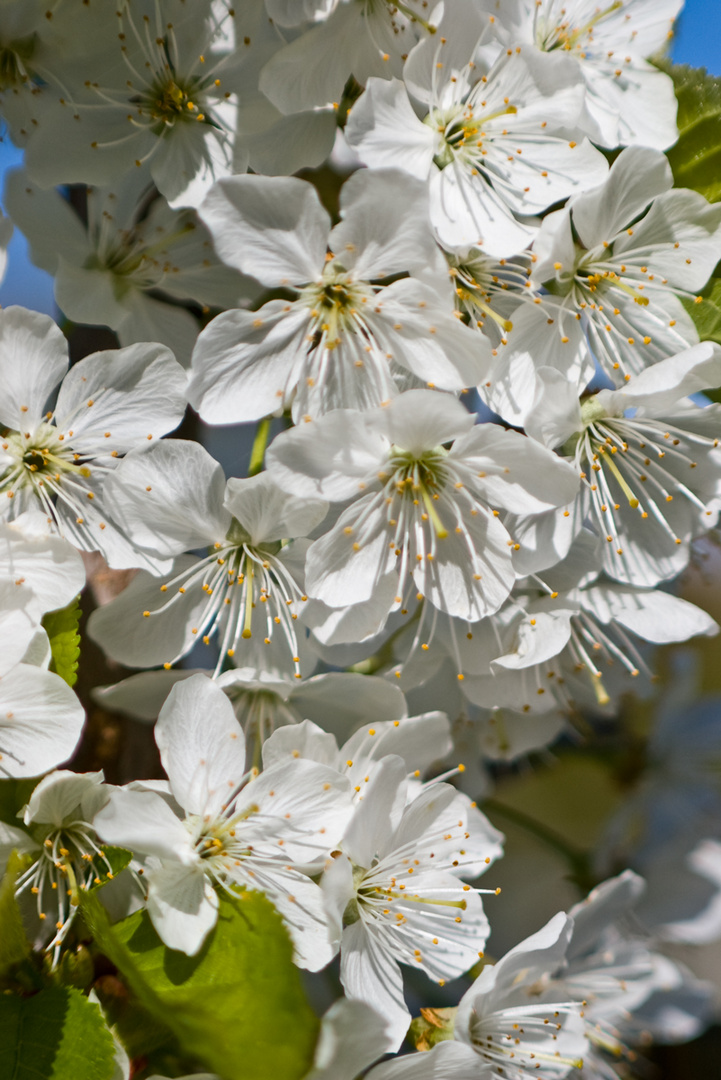 Kirschblüten