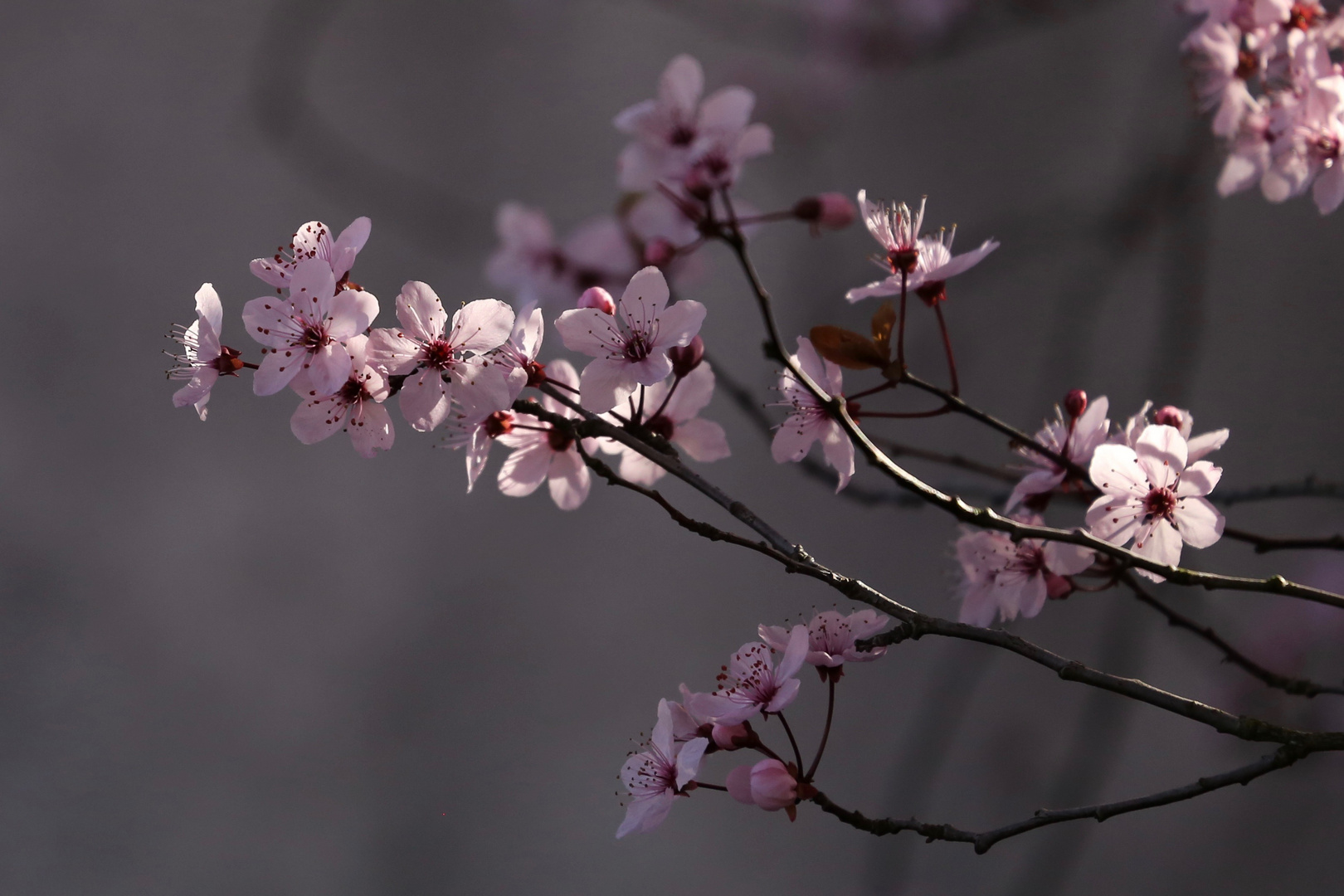 Kirschblüten