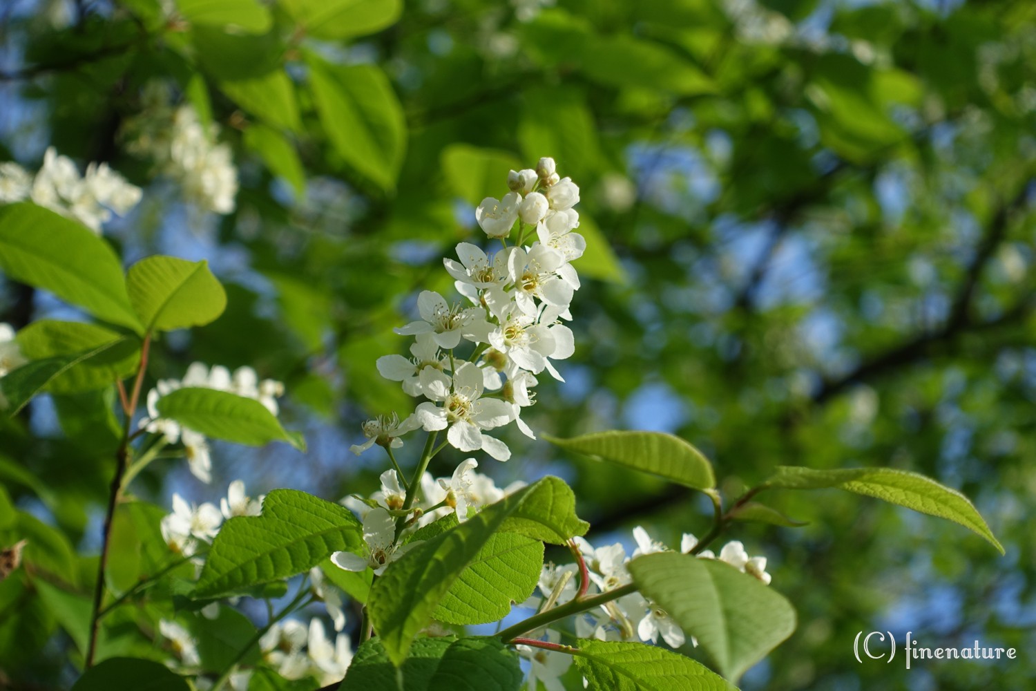 Kirschblüten