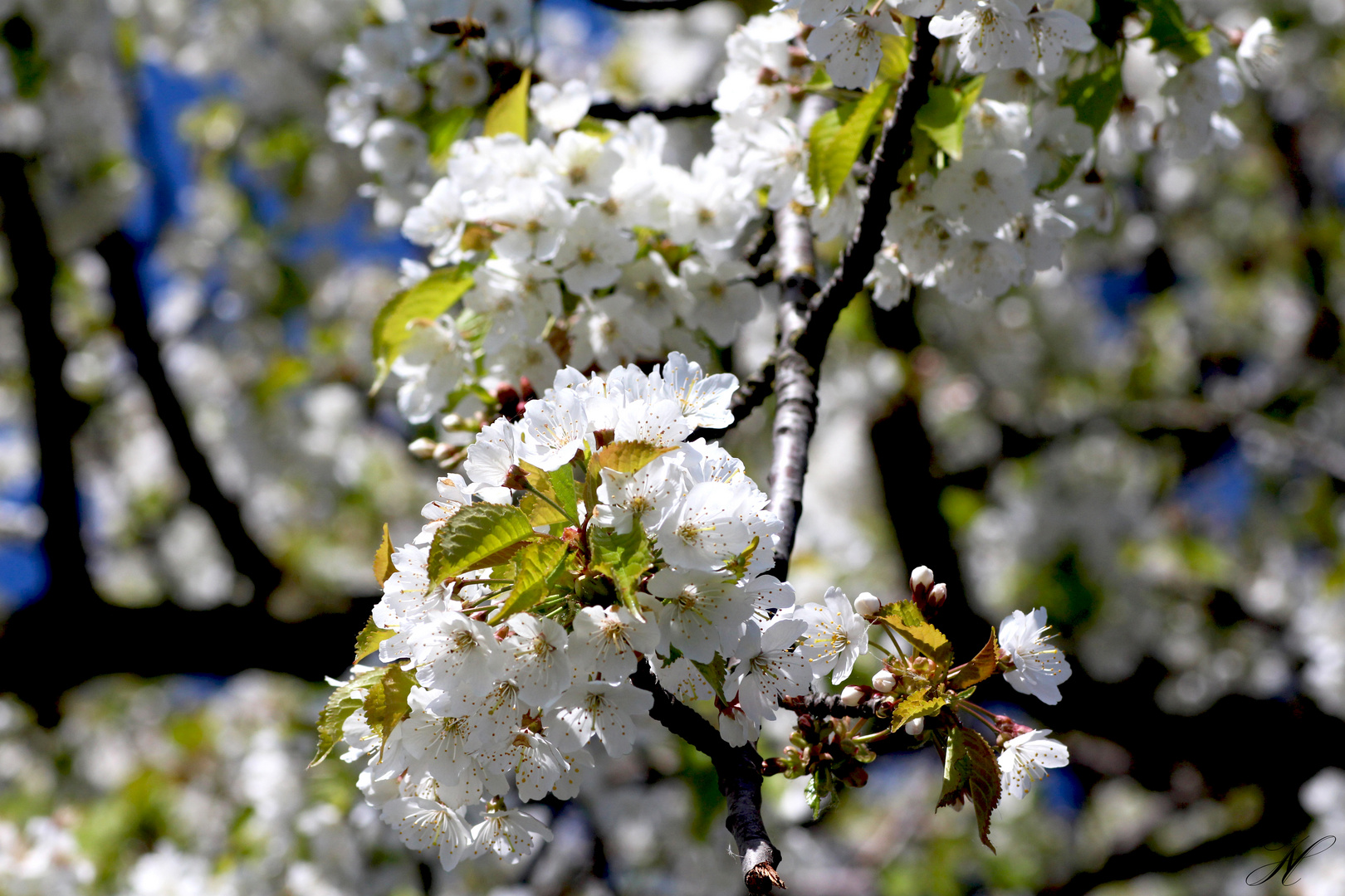 Kirschblüten