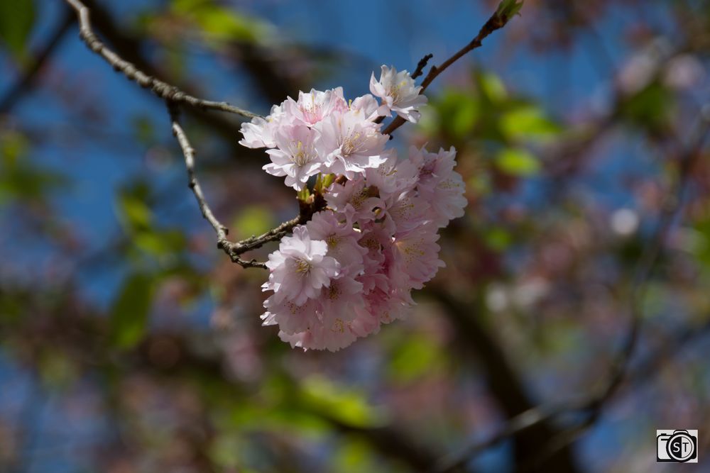 Kirschblüten