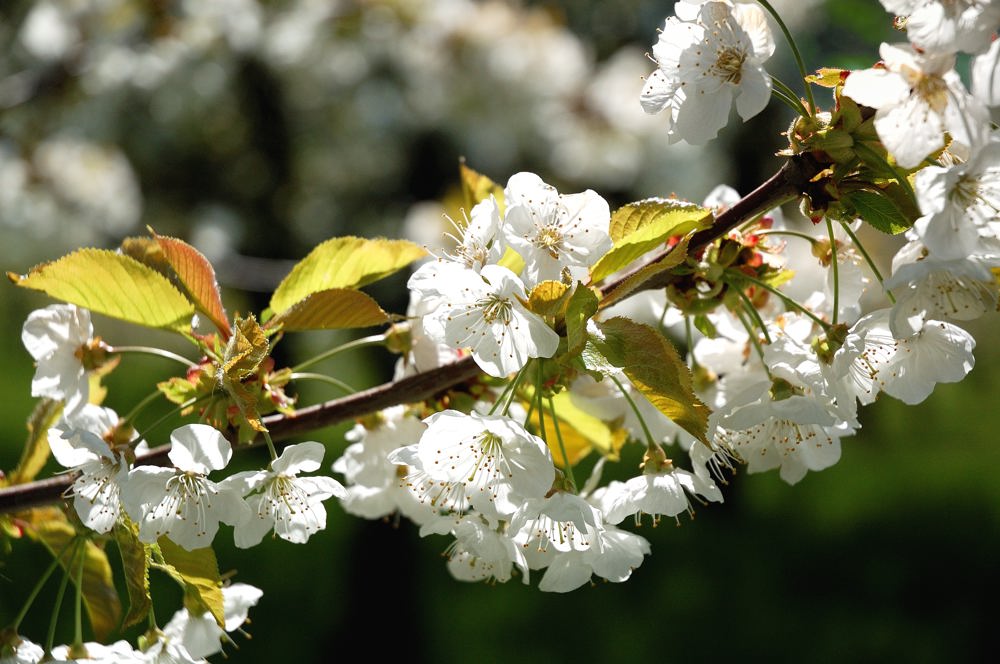 Kirschblüten!