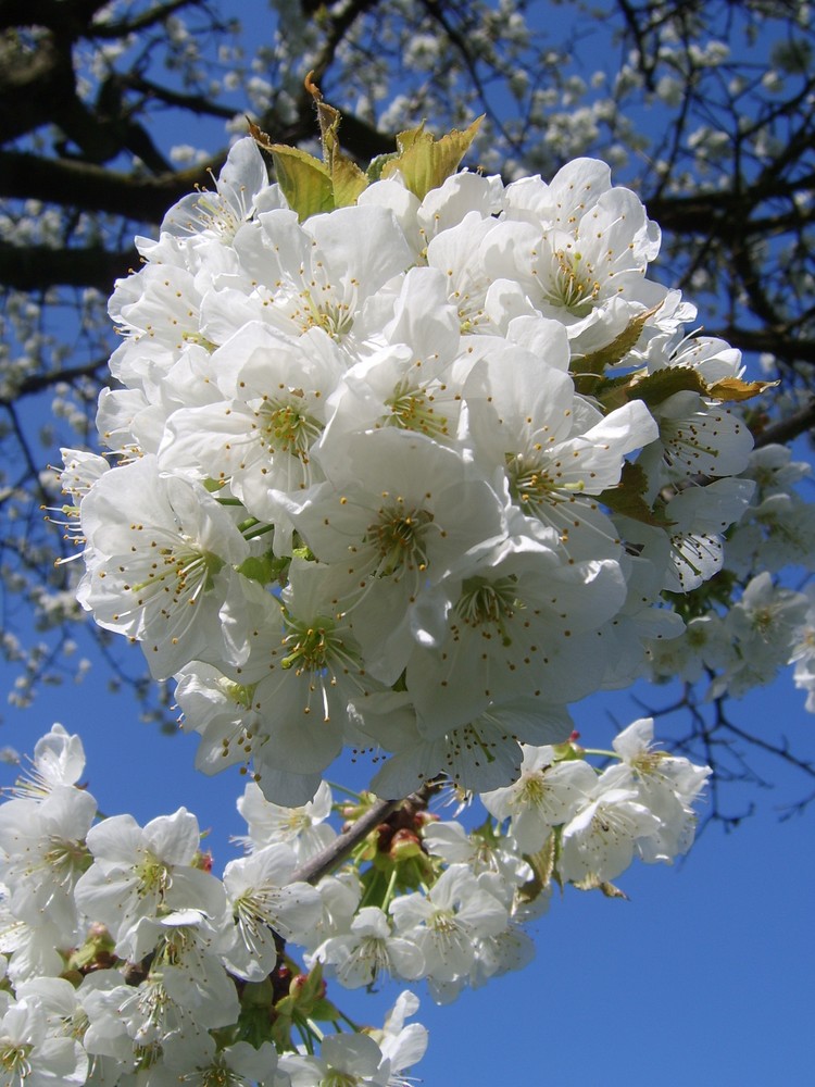 Kirschblüten