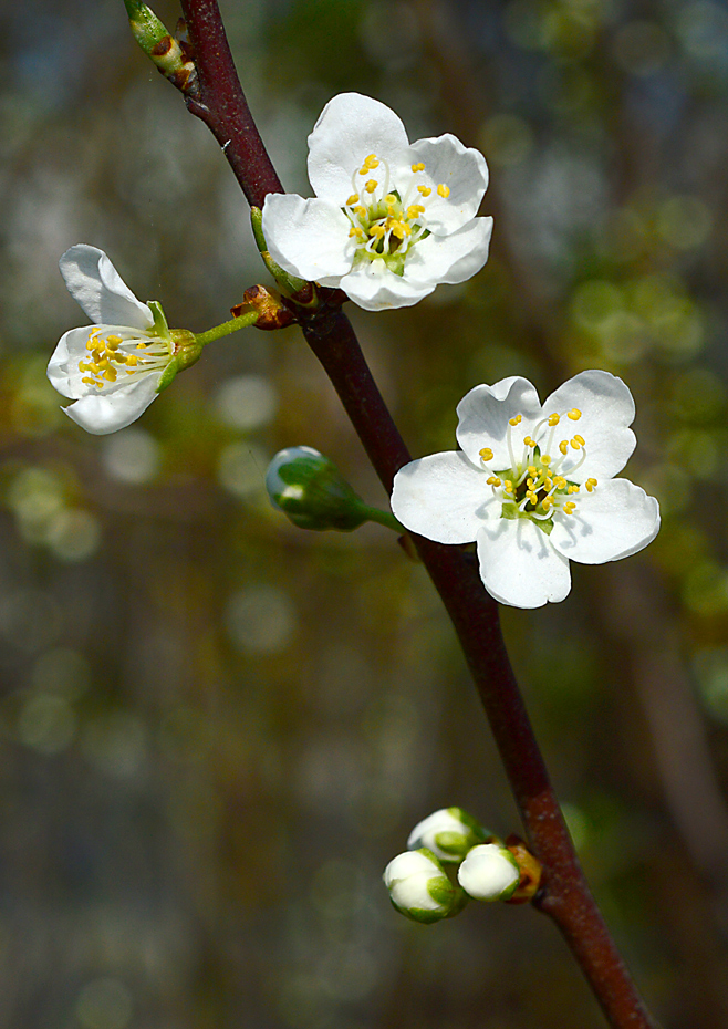 Kirschblüten