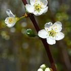 Kirschblüten