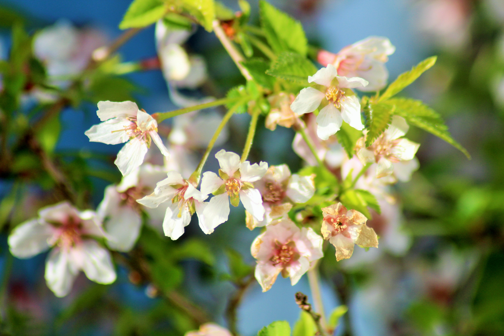 Kirschblüten