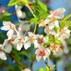 Kirschblüten