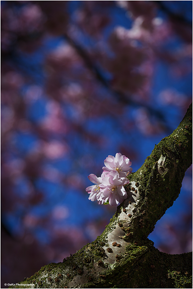 Kirschblüten