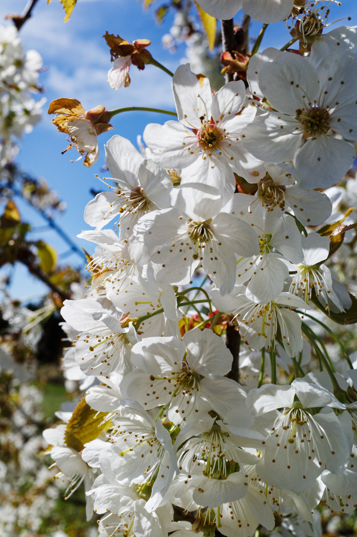 Kirschblüten